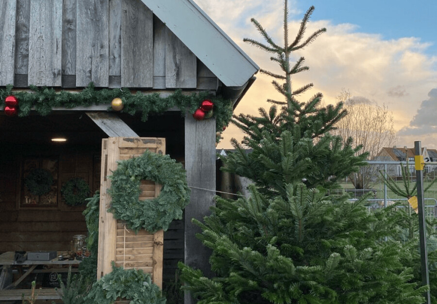 Kerstboom schaapskooi